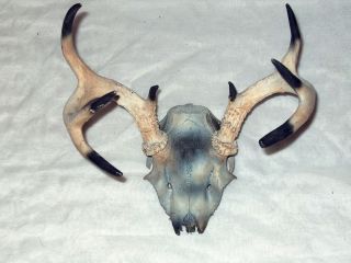 Whitetail 8 Point Deer Antlers with Skull Beautiful Rack