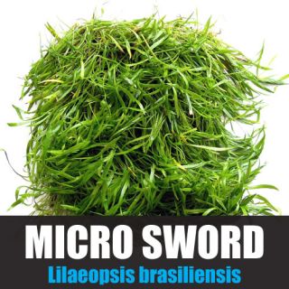 Micro Sword Mat Lilaeopsis Brasiliensis Live Aquarium Plant 25 Square 