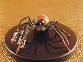 Toxic Arachnid Spider Latrodectus Mactans Black Widow
