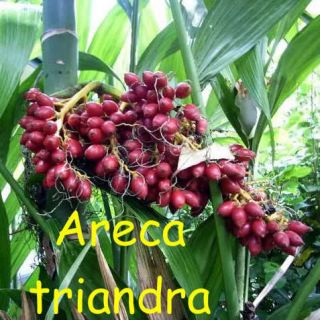 Areca triandra RARE Bamboo Stem Palm Tree LIVE SEEDLING Hawaii Quality 