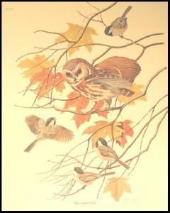 SAW WHET OWLS and Chickadees, Print signed by Arthur Singer