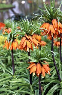  Fritillaria Bulb 4 5 ft Tall Giant Deer Resistant Flowers