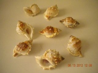 Aquarium fish decoration gems shell seashell lot ornaments NEW
