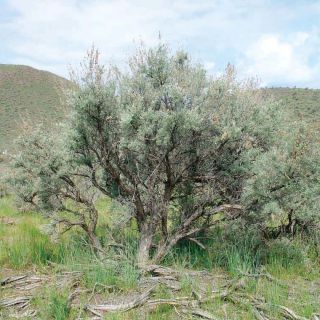 TALL SAGEBRUSH (Artemisia tridentata) 100+ Seeds