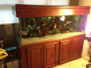 180 Gallon Fish Tank Aquarium with Oak Stand