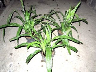 Plants Promotion Aspidistra SP Firefly Plant RARE
