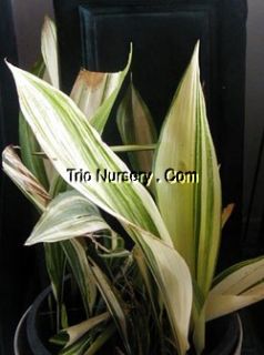 payment shipping variegated cast iron plant aspidistra hard to find