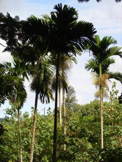 12 Live Fresh Seeds Betel Nut Palm Tree Areca Catechu
