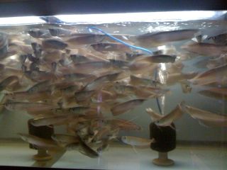 Live freshwater monster fish 4 inches Silver arowana eats Pellets