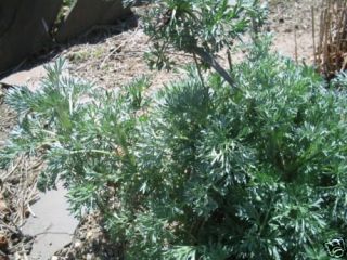 500 Absinthe Herb Artemisia Absinthium Wormwood Seeds