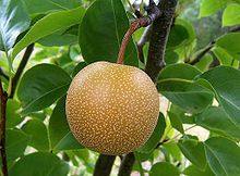 ASIAN PEAR TREE SEEDS, 10 SEEDS, DELICIOUS PEARS, GROW FOR FLAVOR OR 