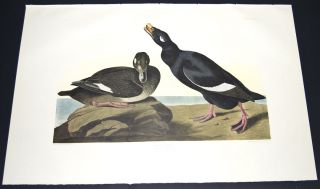 Audubon   Velvet Duck. 247   Birds of America Amsterdam Edition FOLIO