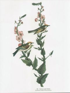 CHESTNUT SIDED WARBLER folio size bird print JOHN JAMES AUDUBON
