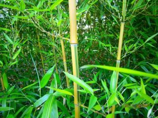 Bamboo Plant Phyllostachys Aureosulcata Spectabilis