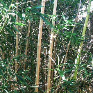 Yellow Groove Bamboo plants, Natural Fence Privacy/shade Security 