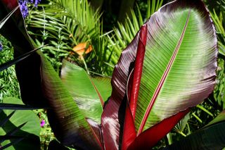 RED ABYSSINIAN Banana Tree ~BIG 1gal Plants ~ Ensete Maurelii