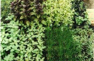 Six Live Herb Plants Chives Oregano Basil Rosemary Parsley Thyme
