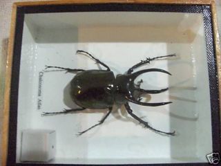 horned rhino beetle chalcosoma atlas insect taxidermy from united