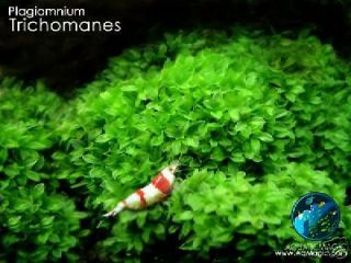 tricho live aquarium plant java moss fern anubias inv from