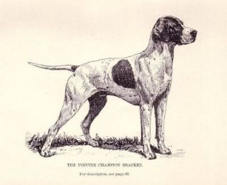 DOG English Pointer Champion, 1890s Antique Rotogravure Print