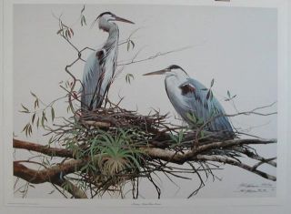 description artist neil adamson title nesting great blue herons this 