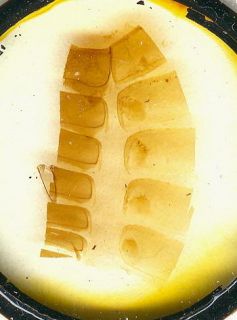 Antique Microscope Slide A C Tipple Scorpion Abdomen