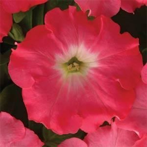   Wave Rosy Dawn Live Flower Plants Trailing or Wave Type Blooms