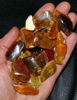 Genuine Baltic amber from Poland, Danzig, Eocene, (50 million years 