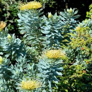 leucospermum catherinae wheel pincushion 5 seeds