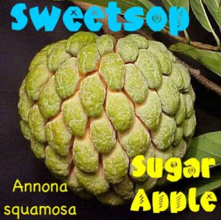 SWEETSOP Annona squamosa SUGER APPLE Tropical RARE Fruit Tree LIVE 8 