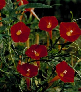   glory ipomoea cardinalis seeds annual approx 25 seeds per package