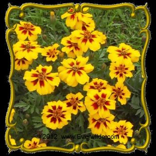   Marigold Naughty Marietta Jumbo Wildflower Seed Packet 500