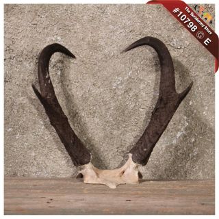 10798 E Pronghorn Antelope Horns Antlers for Taxidermy Mount or 