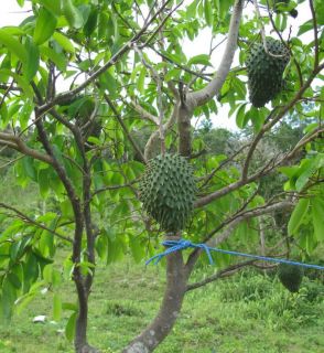 Soursop 3 Live Plants Annona Muricata Tropical Fruit Tree Guanabana 4 