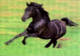 3D Lenticular Black Arabian Horse Postcard Galloping