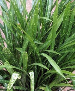 Minituflora Cast Iron Plant Aspidistra Grows in Dim Light 4 Pot 