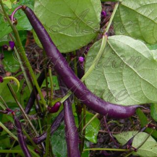 Heirloom Purple Queen Royalty Purple Pod Bean Seeds