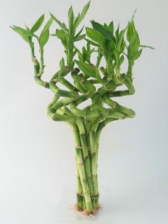 10 Stalks of 10 12 inches Spiral Lucky Bamboo Plant