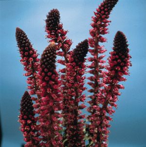 lysimachia atropurpurea beaujolais seeds perennial approx 50 seeds per 