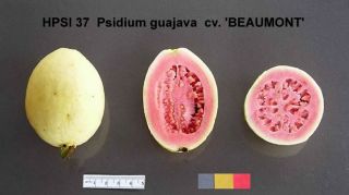 BEAUMONT PINK GUAVA~ Psidium guajava Red fleshed RARE FRUIT TREE LIVE 