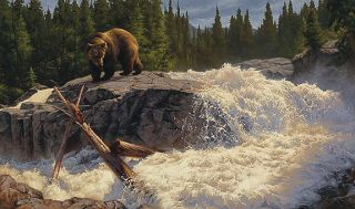 The Cascades Greg Beecham Limited Edition Wildlife Fine Art Giclee 