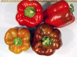 Pepper Keystone Giant Sweet Bell Non GMO Heirloom 10 Vegetable Seeds 