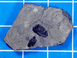 to recent times nice triarthrus becki trilobite from vermont 01