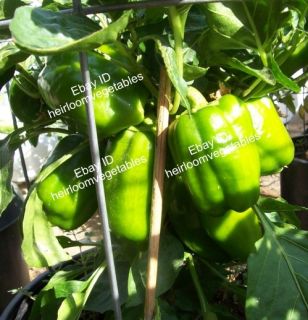 30 Green Giant Sweet Bell pepper seeds. HEIRLOOM. ***SAME DAY SHIPPING 