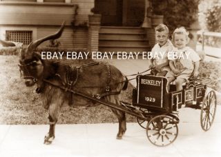 1929 Berkeley California CA Photo Little Girl Boy in A Goat Cart Wagon 