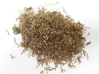   Dried Bloodworms Tropical Fish Food Blood Worms Bulk Fresh