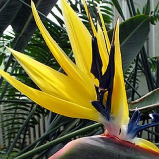 Bird of Paradise Plant Collection One Each Yellow, Orange and White 