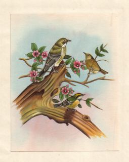 Sparrow Bird Miniature Painting Handmade Watercolor Paper Ethnic Folk 