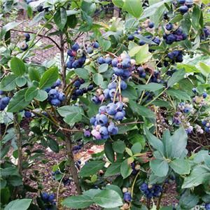   Blueberry Organic Seeds Vaccinium Corymbosum Garden Fruit Plant