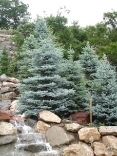 Colorado Blue Spruce Picea Pungens glauca Tree Seeds Evergreen Hardy 